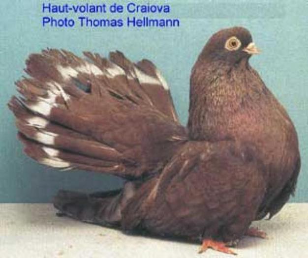 Castaniu de Craiova - 61 de rase de PORUMBEI