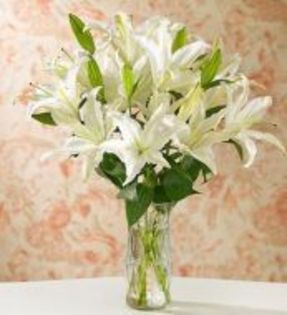 Eleganta-alba-37