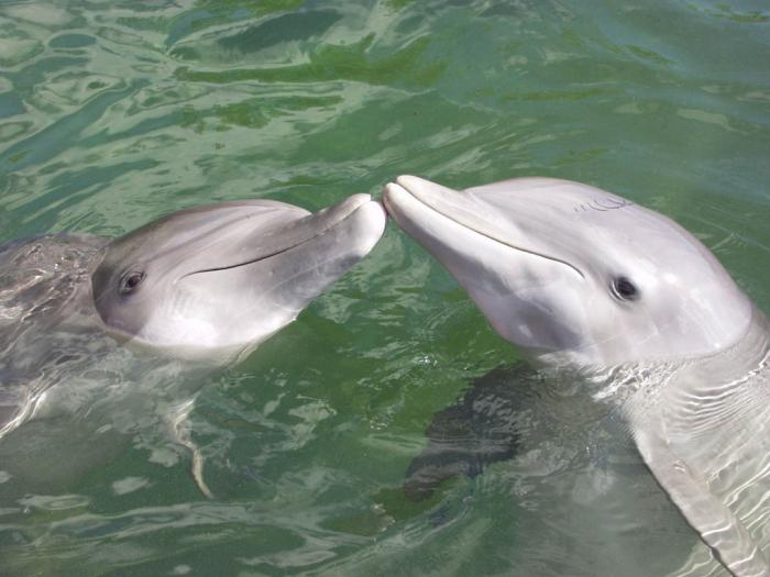 delfini 1 - animale