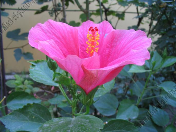 Hibiscus frez1