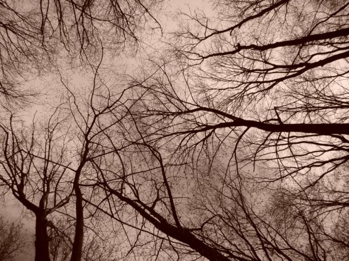 DSC02719 - 2008-03-22 - La padure-Baneasa