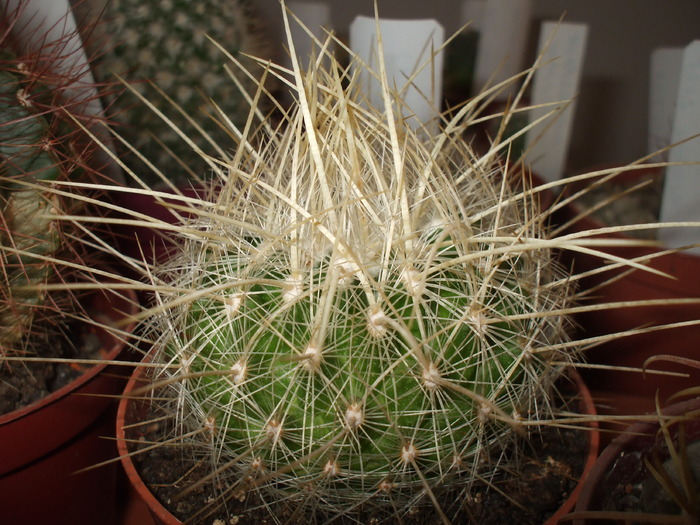 DSCF0847 - cactusii mei