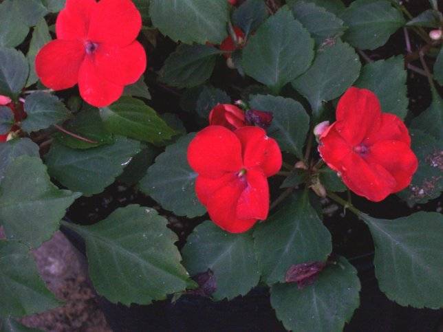 impatiens