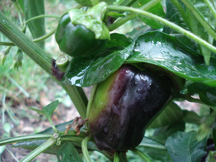 Bell Pepper Purple Flame (2009, Oct.17)