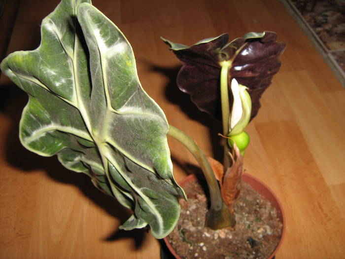alocasia