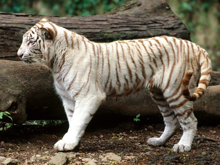 White Bengal Tiger - Animale