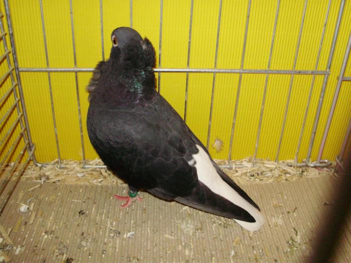 13408 hamburger sticken 1 - 1505 partea 6