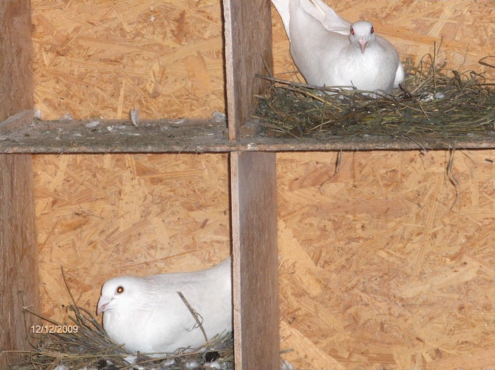 HPIM3841 - porumbeii