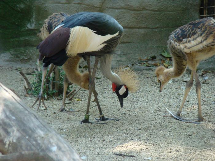 DSC05029 - Budapesta august 2008 Gradina Zoo