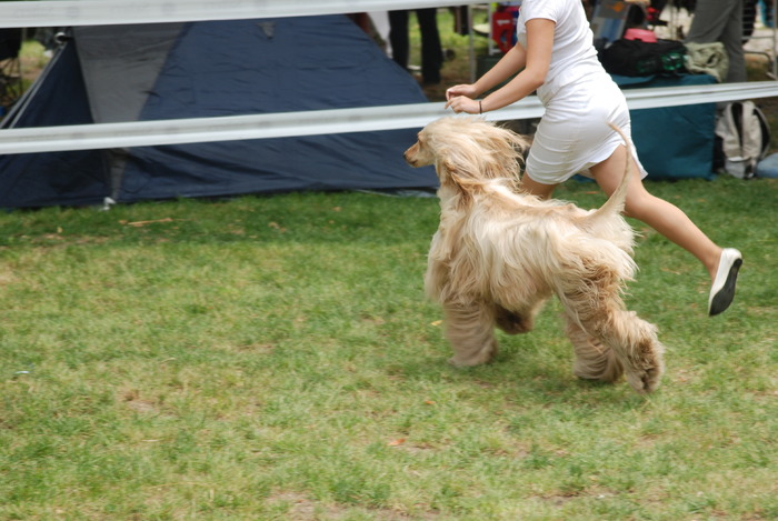 DSC_0106 - Concurs international de frumustete canina 2009 TgMures