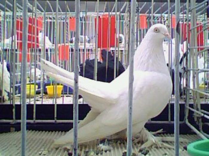 femela 06-campion 08(dec)