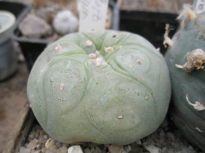 P6010142 - plantele lui George Nitu