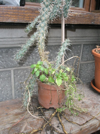 ghiveci smuls cu greu - plante de exterior - 2009 - 2010