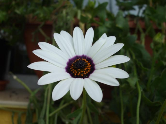 dimorphoteca - Flori
