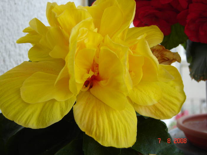 Copie a DSC02288 - flori