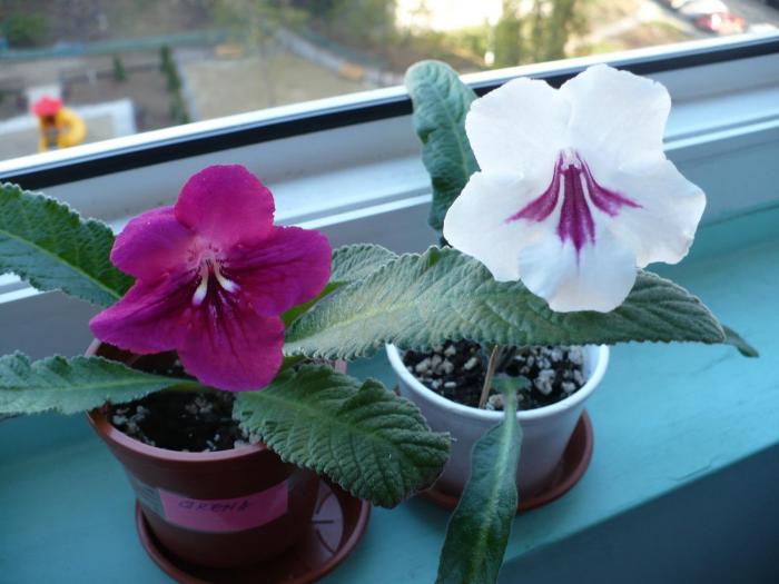 P1060028 - Streptocarpusi