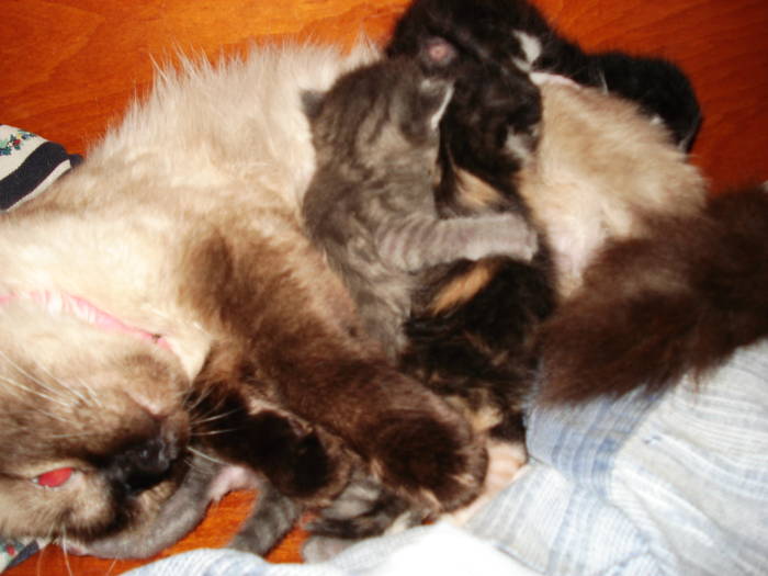 DSC09592 - ANIMALUTELE MELE