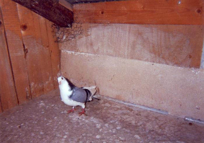 Botosu-Gica - porumbei din 1993-1995