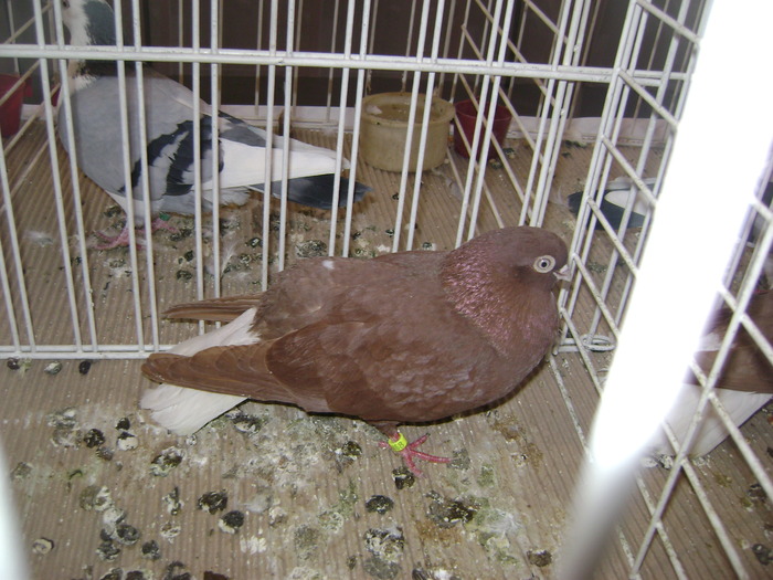 DSC07810 - Expozitie BIstrita 20 12 2009