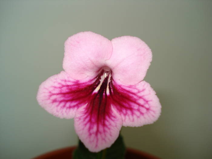 Tina - STREPTOCARPUS 2009-2010