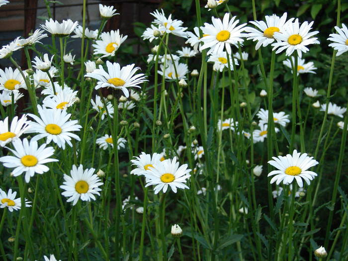 DSC01522 - poze cu florii 2009