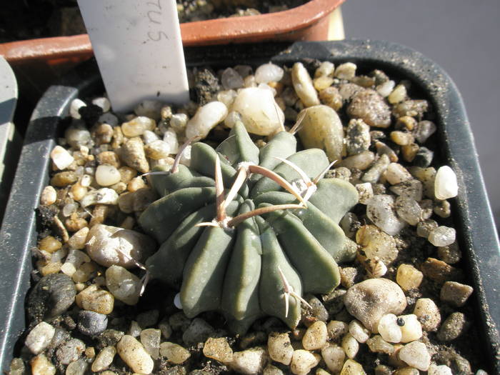 Echinofossulo coptonogonus - Echinofossulocactus