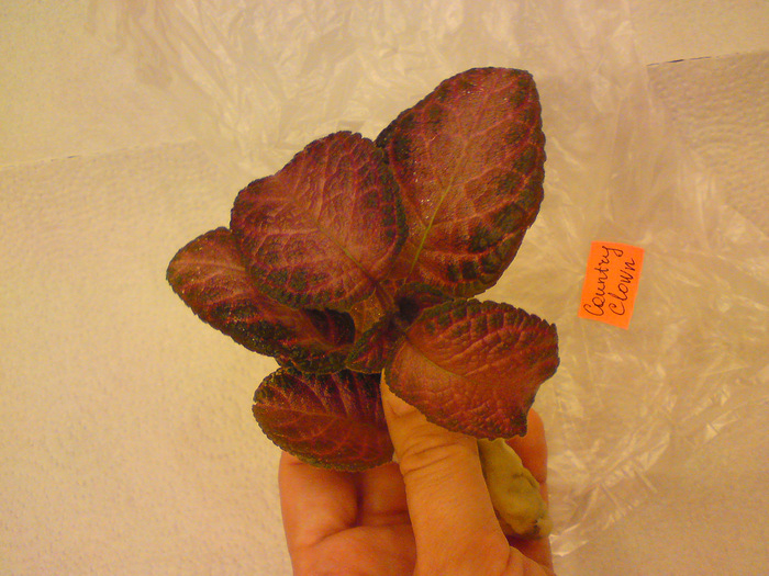 Episcia Lituania - Country Clown; Episcia Lituania - Country Clown
