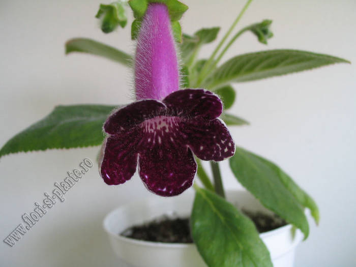 Kohleria Karl Lindberg 2 - KOHLERIA I