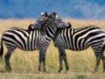 zebre