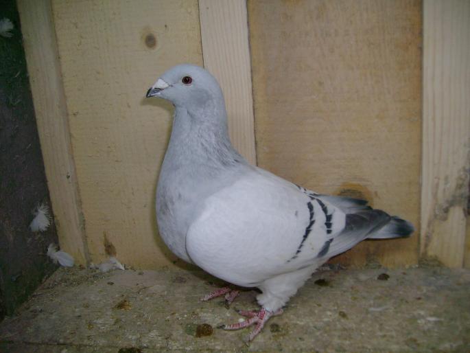 fem-udrea cornel-vandut