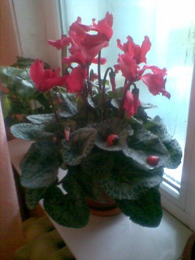 cyclamen - Floricelele mele