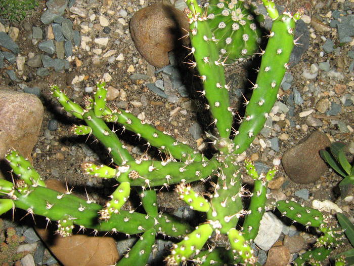 IMG_8597 - Cactusi la mosie 27 iunie 2009