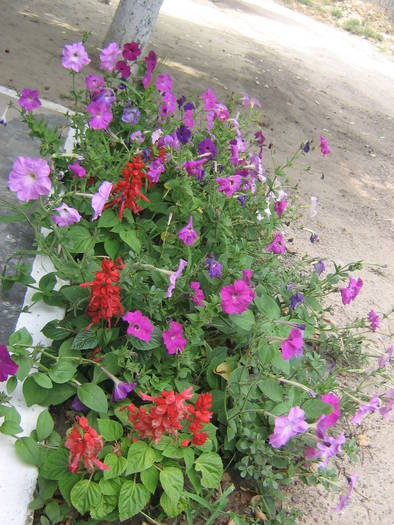  - flori de gradina 2009