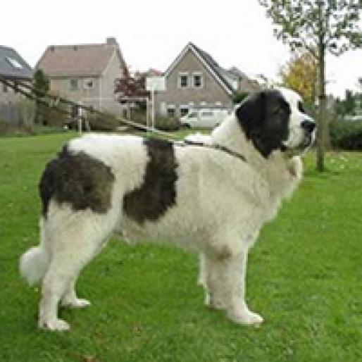 MASTIFF DE PIRINEI - RASE CAINI
