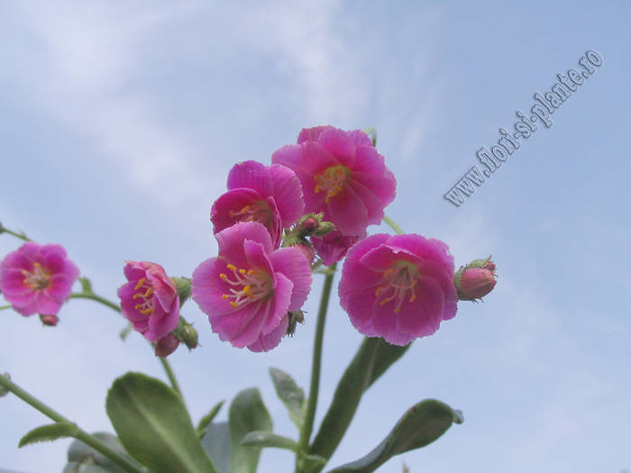 Lewisia ciclam 4