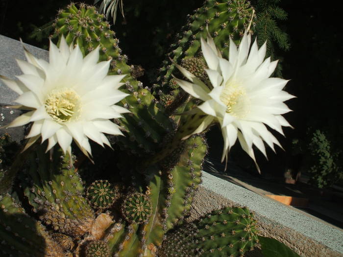 flori de cactus0164; flori
