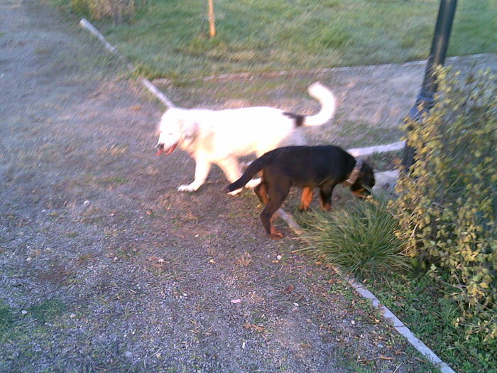 Photo(858) - Ela de Sapte Coline