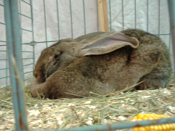 DISZNOVAGAS KEPEK 115