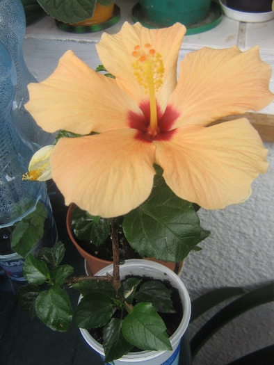 IMG_2415; hibi crem floare simpla
