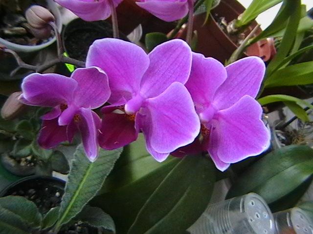1.02 - orhidee 2009