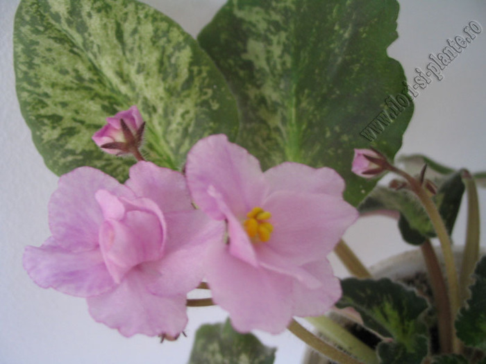 Saintpaulia Genetic Blush 5