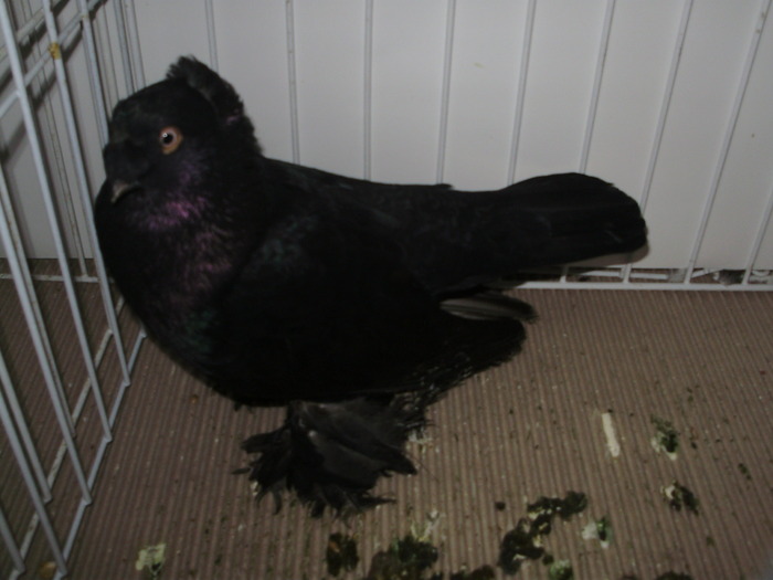 bucovina 9 - 1509 rom juc 1