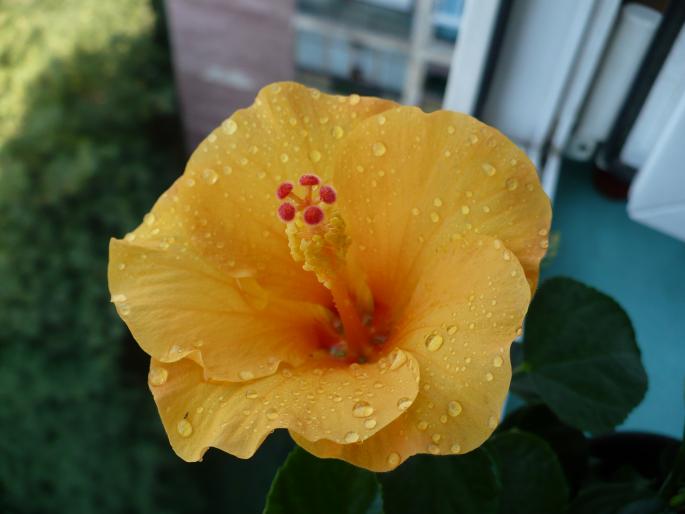 P1030871 - Hibiscusi