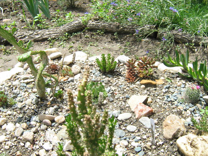 IMG_8649 - Cactusi la mosie 27 iunie 2009