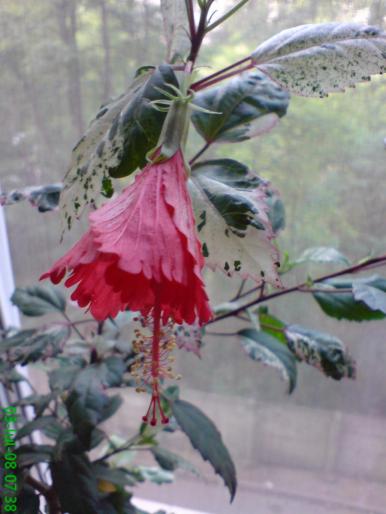 Surinam - Hibiscusii mei