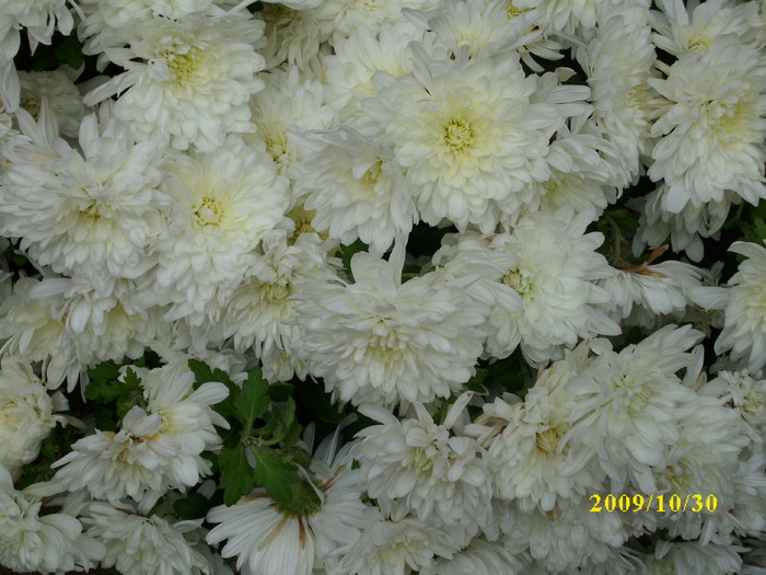 DSCI2092 - crizanteme