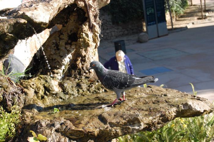 Picture 338 - Parc Guell