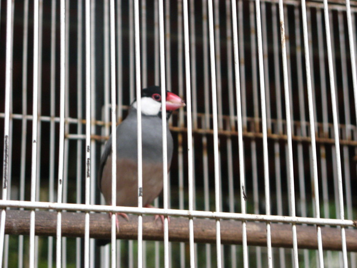 Orezar - 2_1 - Kuala Lumpur Bird Park