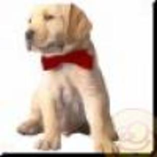 avatare_gratuite_ad69f13b8a3007b1408bca29e857f86c