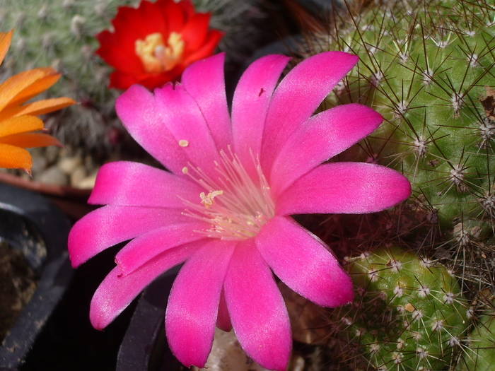 Rebutia violaciflora